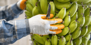 ERP for Ag Exports